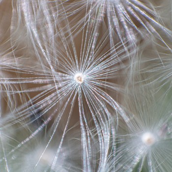 dave-francis-LFPFgybioMk-unsplash